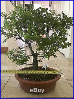 Chinese Elm Bonsai Tree 20 years old specimen, 27-30tall Mature Bonsai