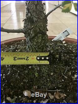 Chinese Elm Bonsai Tree 20 years old specimen, 27-30tall Mature Bonsai
