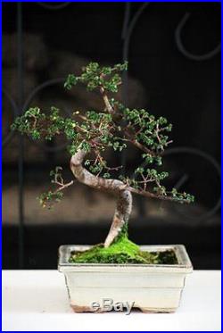 Chinese Elm Bonsai Tree 6 Ceramic Vase Indoor Plant Home Decor Accessory Fun