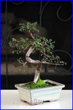 Chinese Elm Bonsai Tree 6 Ceramic Vase Indoor Plant Home Decor Accessory Fun