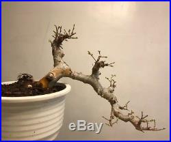 Chinese Elm Bonsai Tree, Cascade Style