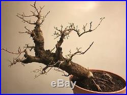 Chinese Elm Bonsai Tree, Classic Style 16