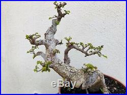 Chinese Elm Bonsai Tree Classic Style ADD