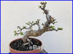 Chinese Elm Bonsai Tree Classic Style ADD