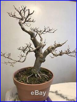 Chinese Elm Bonsai Tree Classic Style G