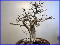 Chinese Elm Bonsai Tree Classic Style I (Two In One Style)