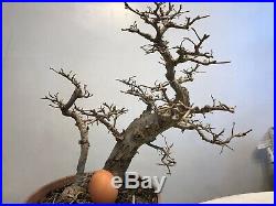 Chinese Elm Bonsai Tree Classic Style I (Two In One Style)