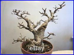 Chinese Elm Bonsai Tree Classic Style J