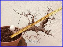 Chinese Elm Bonsai Tree Classic Style K602