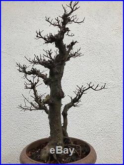 Chinese Elm Bonsai Tree Classic Style K901