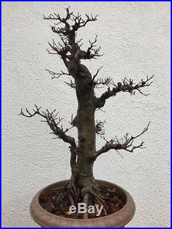 Chinese Elm Bonsai Tree Classic Style K901