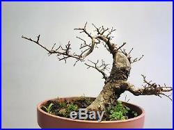 Chinese Elm Bonsai Tree Classic Style P45