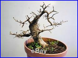 Chinese Elm Bonsai Tree Classic Style P45