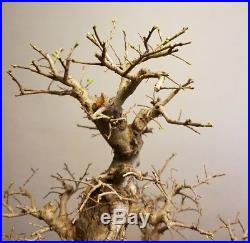 Chinese Elm Bonsai Tree, Moyogi Style (USPS Priority 1-3)