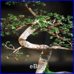 Chinese Elm Bonsai Tree New