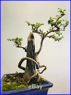Chinese Elm Bonsai Tree On Rock Style