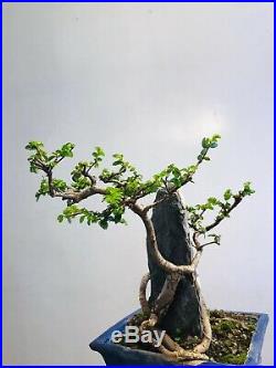 Chinese Elm Bonsai Tree On Rock Style