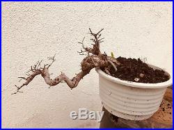 Chinese Elm Bonsai Tree SA201