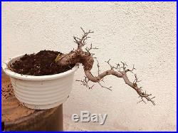 Chinese Elm Bonsai Tree SA201