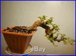 Chinese Elm Bonsai Tree, Semi Cascade Bonsai Style EN480