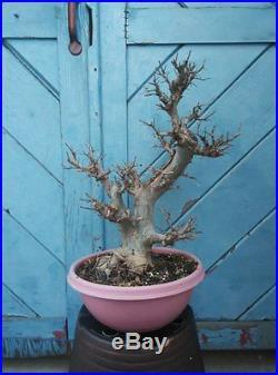 Chinese Elm Bonsai Tree, Two Trunk ANM# 650