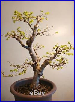 Chinese Elm Bonsai Tree, Two Trunk Style AA350