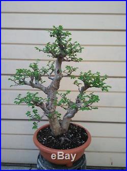 Chinese Elm Bonsai Tree, Two Trunk Style ANM# 250