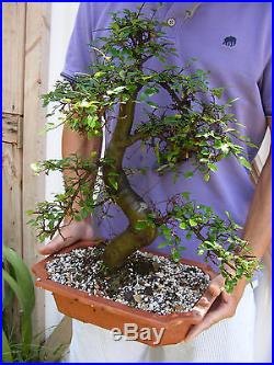 Chinese Elm Bonsai Trunk 1.5 diameter