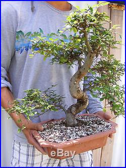 Chinese Elm Bonsai Trunk 1.5 diameter
