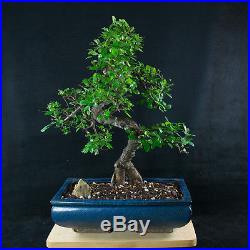 Chinese Elm Chuhin Bonsai Tree Ulmus parvifolia # 3732