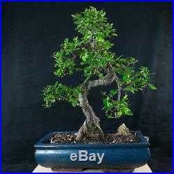 Chinese Elm Chuhin Bonsai Tree Ulmus parvifolia # 3732
