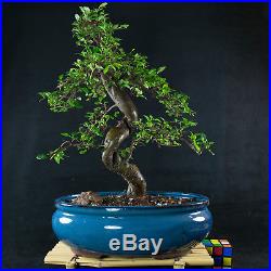 Chinese Elm Chuhin Bonsai Tree Ulmus parvifolia # 3748