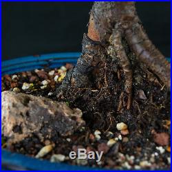 Chinese Elm Chuhin Bonsai Tree Ulmus parvifolia # 5701