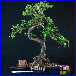Chinese Elm Chuhin Bonsai Tree Ulmus parvifolia # 5712