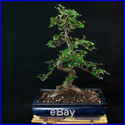 Chinese Elm Chuhin Bonsai Tree Ulmus parvifolia # 5733