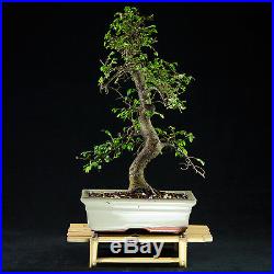 Chinese Elm Chuhin Bonsai Tree Ulmus parvifolia # 8446_1