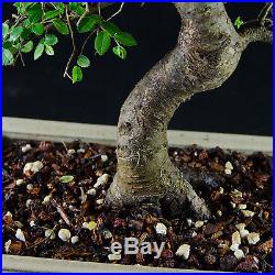 Chinese Elm Chuhin Bonsai Tree Ulmus parvifolia # 8446_1
