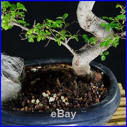 Chinese Elm Chuhin Bonsai Tree Ulmus parvifolia # 8982_1
