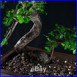 Chinese Elm Chuhin Bonsai Tree Ulmus parvifolia # 9624_1