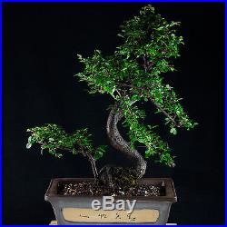 Chinese Elm Chuhin Bonsai Tree Ulmus parvifolia # 9624_1