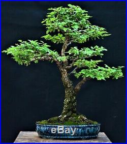 Chinese Elm, Cork Bark #1 (Ulmus parvifolia) bonsai medium size