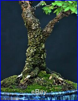 Chinese Elm, Cork Bark #1 (Ulmus parvifolia) bonsai medium size