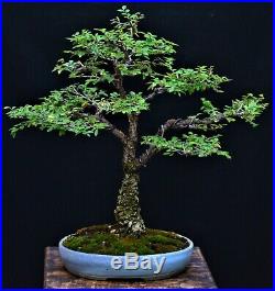 Chinese Elm, Cork Bark #2 (Ulmus parvifolia) bonsai medium size