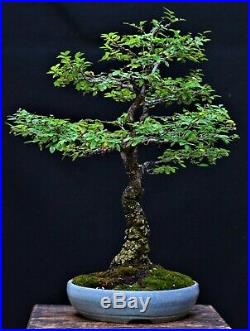 Chinese Elm, Cork Bark #2 (Ulmus parvifolia) bonsai medium size