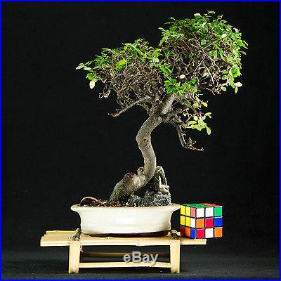 Chinese Elm Kifu Bonsai Tree Chinese Art Of Landscape Penjing # 1675-1