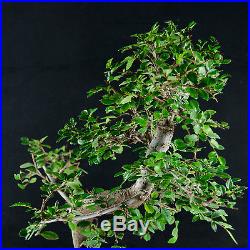 Chinese Elm Kifu Bonsai Tree Ulmus parvifolia # 0129
