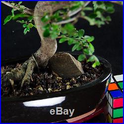 Chinese Elm Kifu Bonsai Tree Ulmus parvifolia # 0129