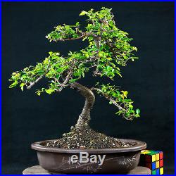 Chinese Elm Kifu Bonsai Tree Ulmus parvifolia # 4435