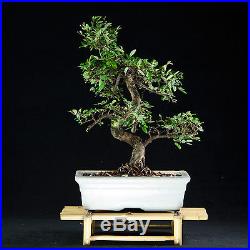 Chinese Elm Kifu Bonsai Tree Ulmus parvifolia # 6485_1