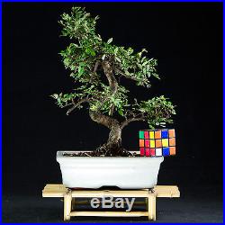 Chinese Elm Kifu Bonsai Tree Ulmus parvifolia # 6485_1